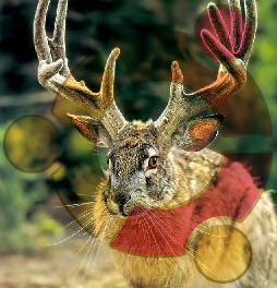 ubuntu-logo-jackalope